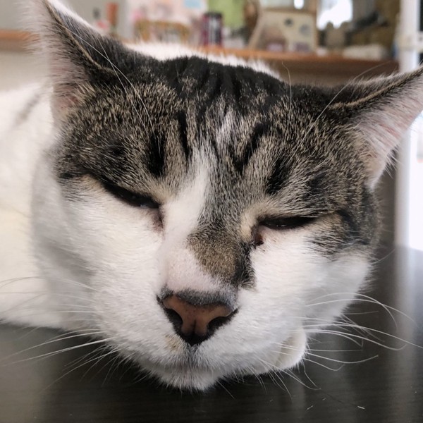 猫 雑種（ミックス） ラブの写真