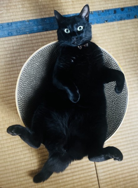猫 黒猫 アルの写真