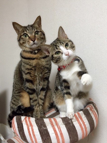 猫 サバトラ ふーこの写真