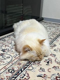猫 ヒマラヤン ロッキーの写真