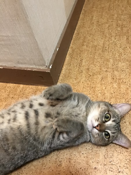 猫 キジトラ にゃぁちゃんの写真