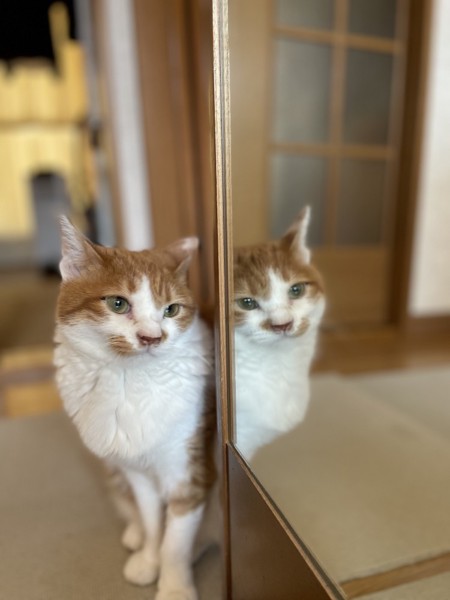 猫 雑種（ミックス） そるの写真