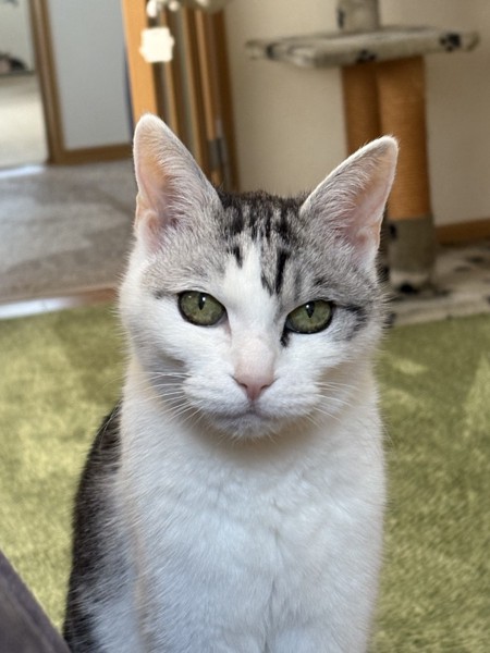 猫 サバシロ もーしゃんの写真