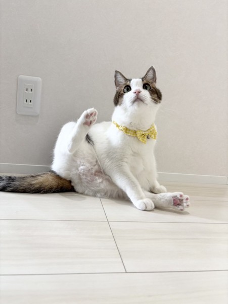猫 雑種（ミックス） れもんの写真