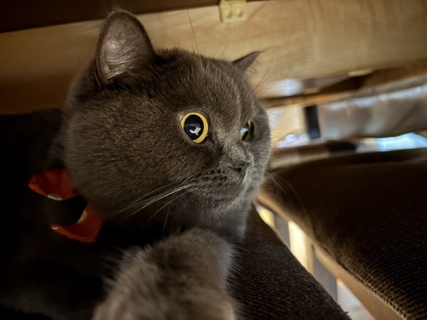 猫 ブリティッシュショートヘア うにの写真