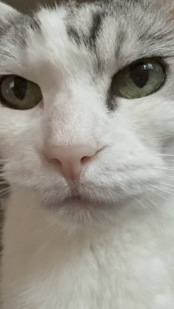 猫 サバシロ もーしゃんの写真