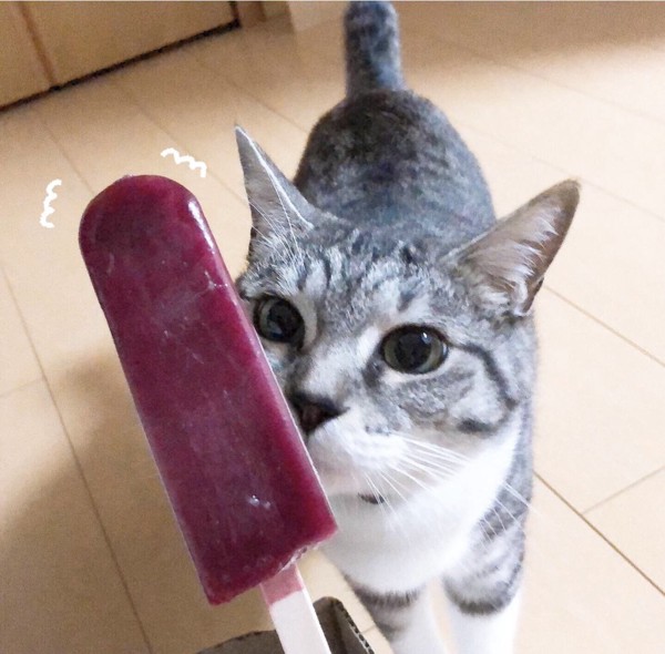 猫 雑種（ミックス） シマたんの写真