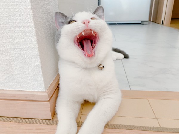 猫 マンチカン あんこの写真