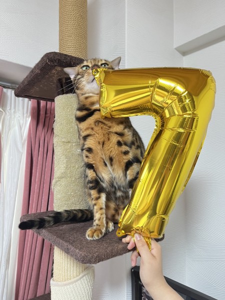 猫 アメリカンポリダクティル Ottoの写真