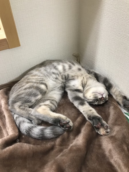 猫 雑種 ミュウの写真