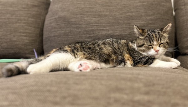 猫 マンチカン ココロの写真