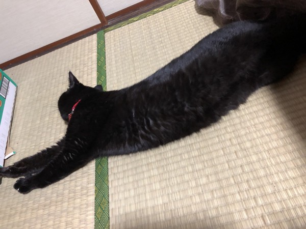 猫 雑種（ミックス） ラクさんの写真