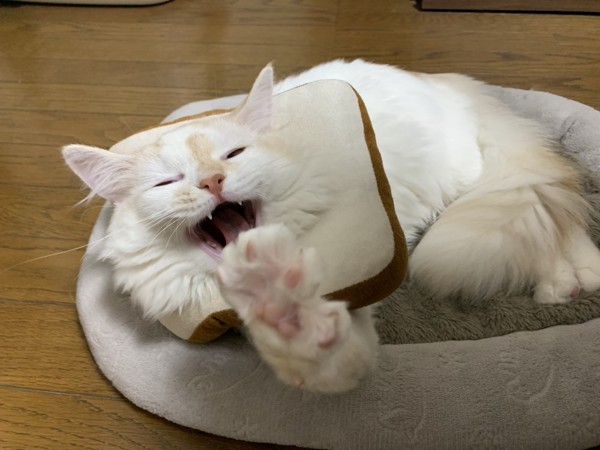 猫 白猫 とろろの写真