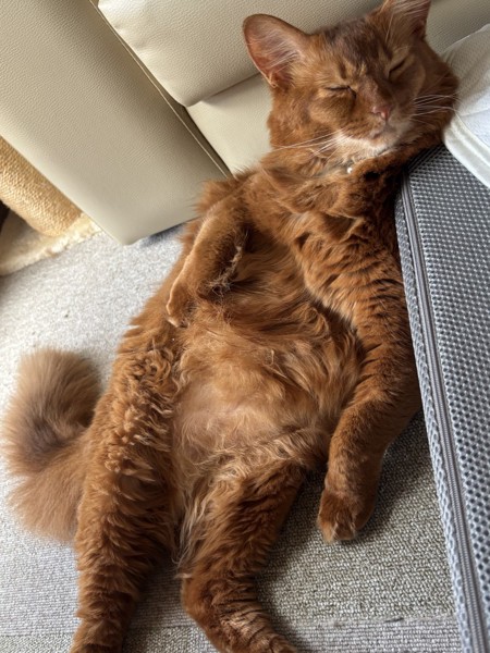 猫 ソマリ ロコんの写真