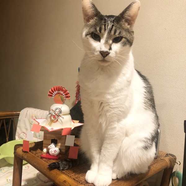 猫 雑種（ミックス） ラブの写真