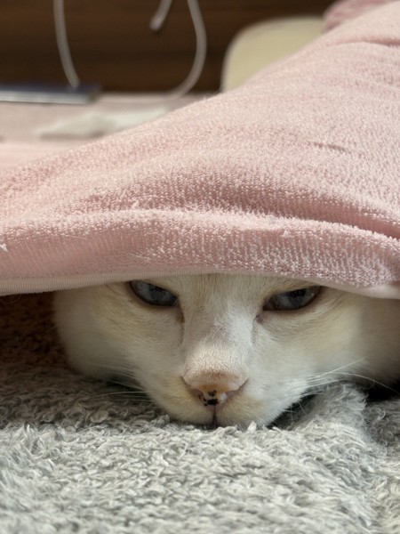 猫 雑種（ミックス） 琥珀の写真