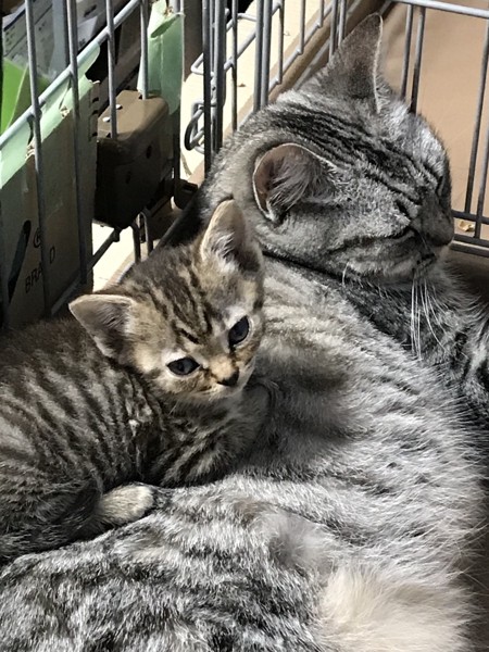 猫 スコティッシュストレート マメとちび子の写真