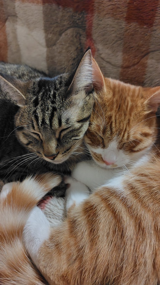 猫 茶白トラ とら＆ちまきの写真