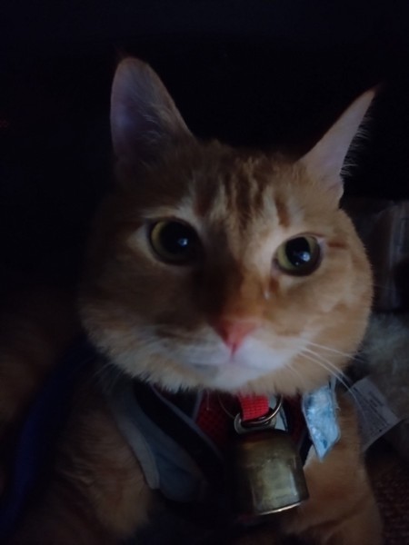 猫 茶トラ りんの写真