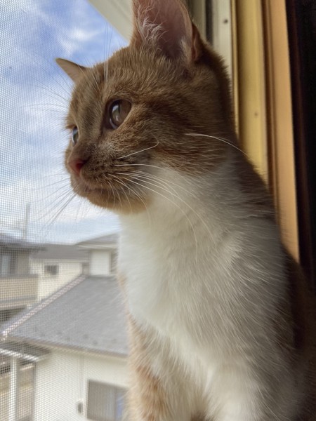 猫 マンチカン ルーシーの写真