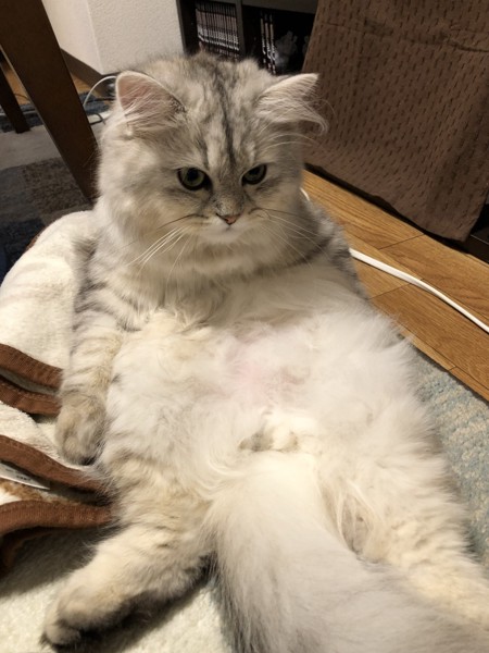 猫 ミヌエット 王子郎の写真