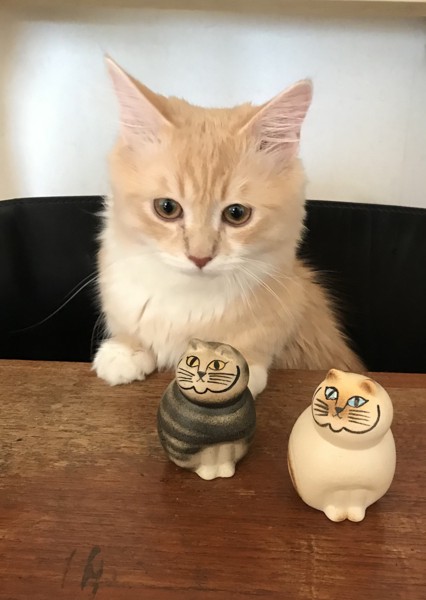 猫 マンチカン jonasanの写真