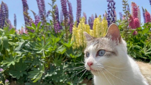 猫 雑種（ミックス） もなの写真