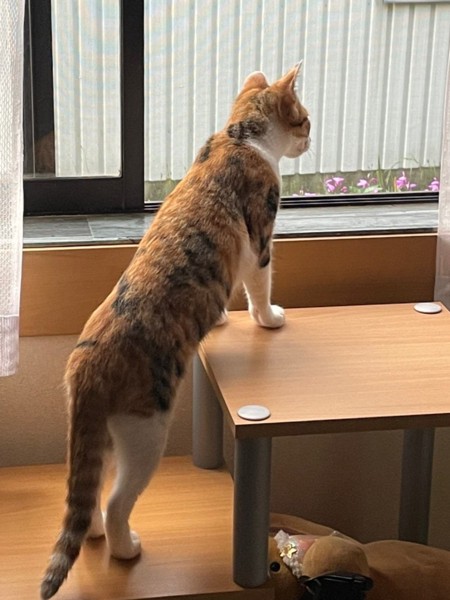 猫 三毛猫 モモとハナの写真