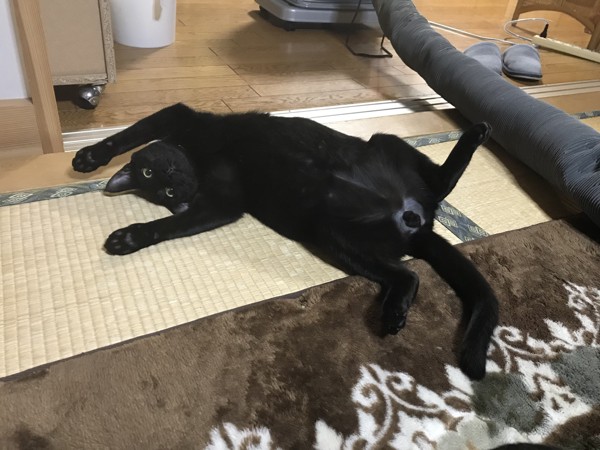 猫 黒猫 ハクの写真