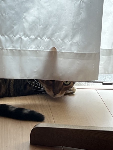 猫 ベンガル Ottoの写真