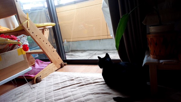 猫 黒ブチ バナの写真