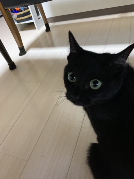 猫 黒猫 リーの写真