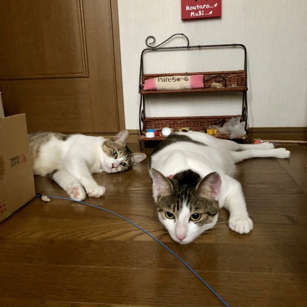 猫 雑種（ミックス） こうたろう&むぎの写真