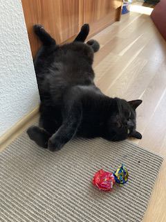 猫 黒猫 じじの写真