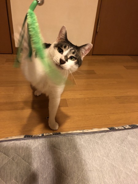 猫 雑種（ミックス） ラブの写真