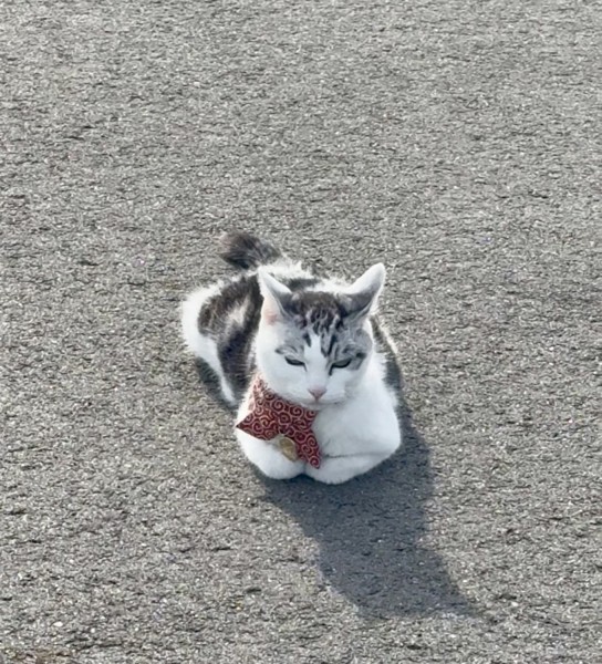 猫 サバシロ もーしゃんの写真