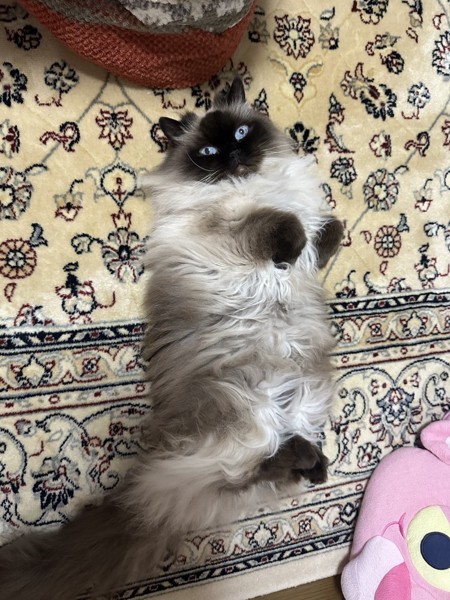 猫 アメリカンボブテイル ミリーの写真