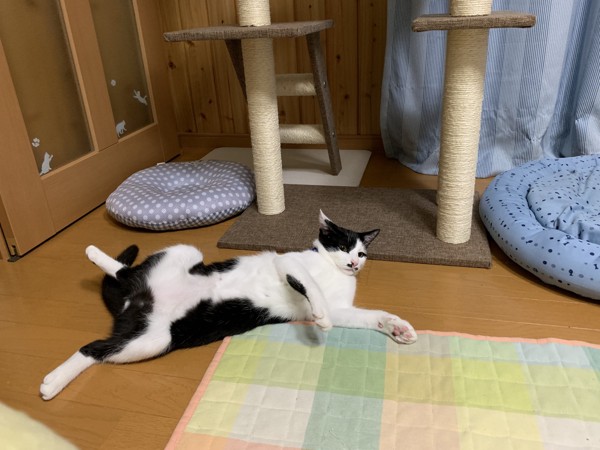 猫 雑種（ミックス） ソラの写真