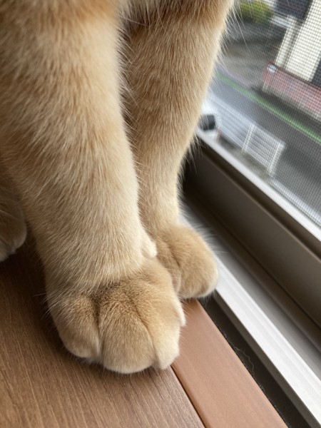 猫 茶トラ チャオの写真