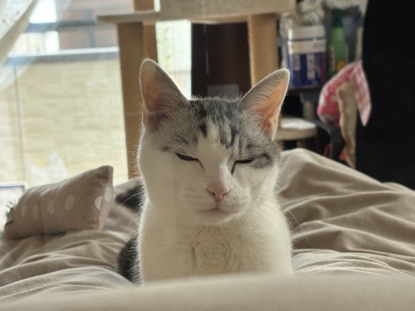 猫 サバシロ もーしゃんの写真