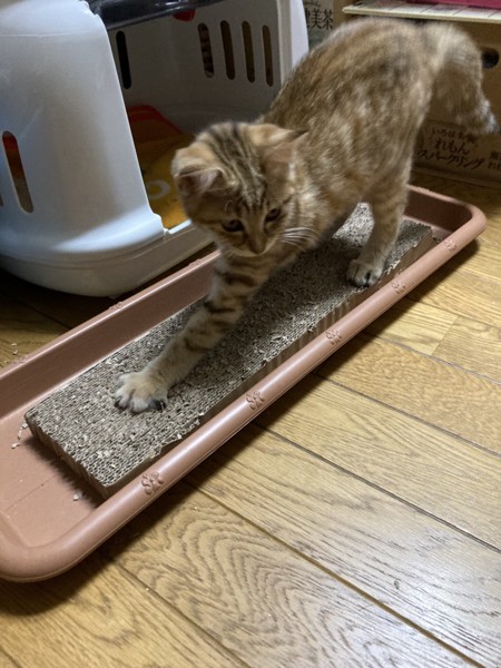 猫 雑種（ミックス） クーの写真