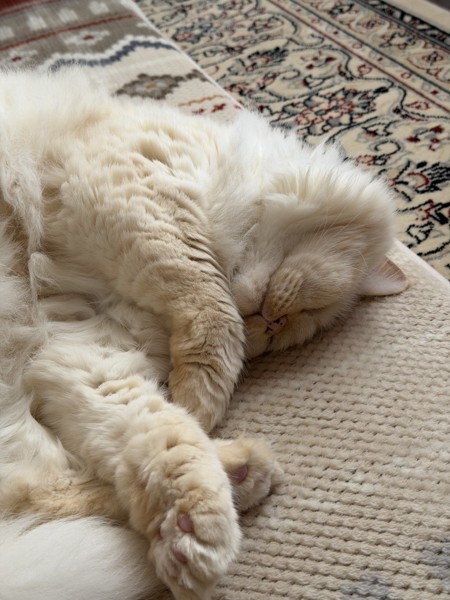 猫 ヒマラヤン アッシュの写真