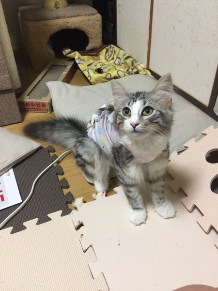 猫 ノルウェージャンフォレストキャット プルの写真