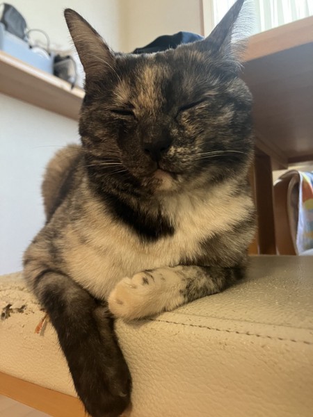 猫 サビ猫 うみの写真