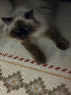 猫 ヒマラヤン ミリーの写真