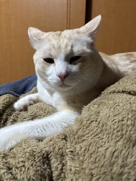 猫 雑種（ミックス） ちゃちゃの写真