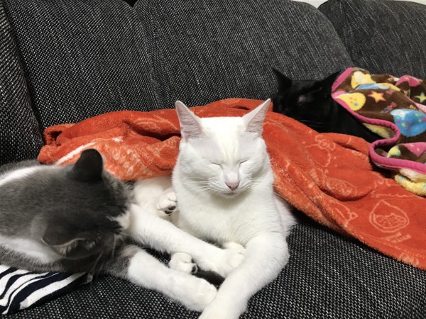 猫 雑種（ミックス） リン、ラン、ユトの写真