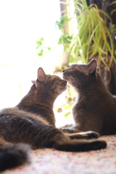 猫 雑種（ミックス） なつ＆ゆずの写真