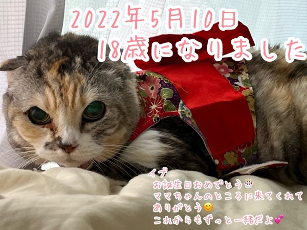 猫 スコティッシュフォールド イブの写真