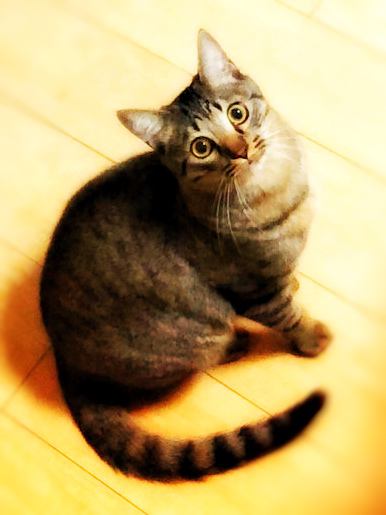 猫 キジトラ 茘枝(らいち)の写真